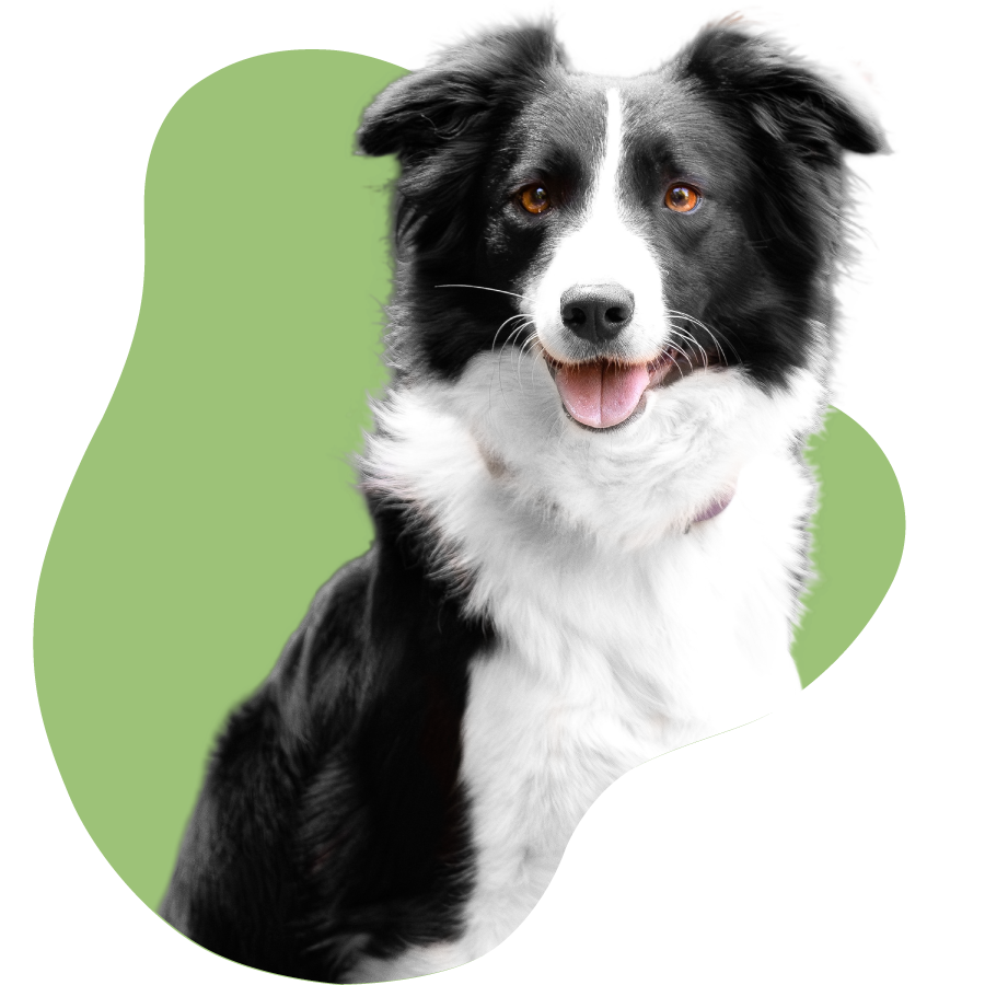 Pawesome Valley Border collie fundo verde