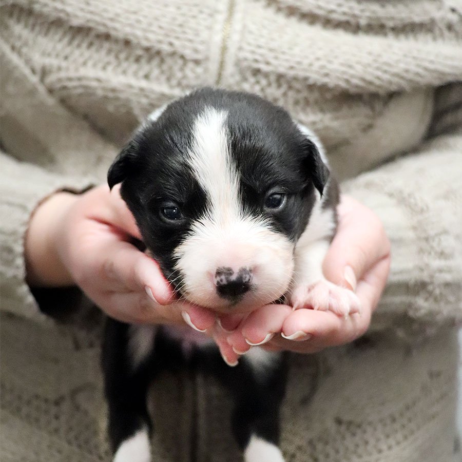 Pawesome Valley border collie bebe