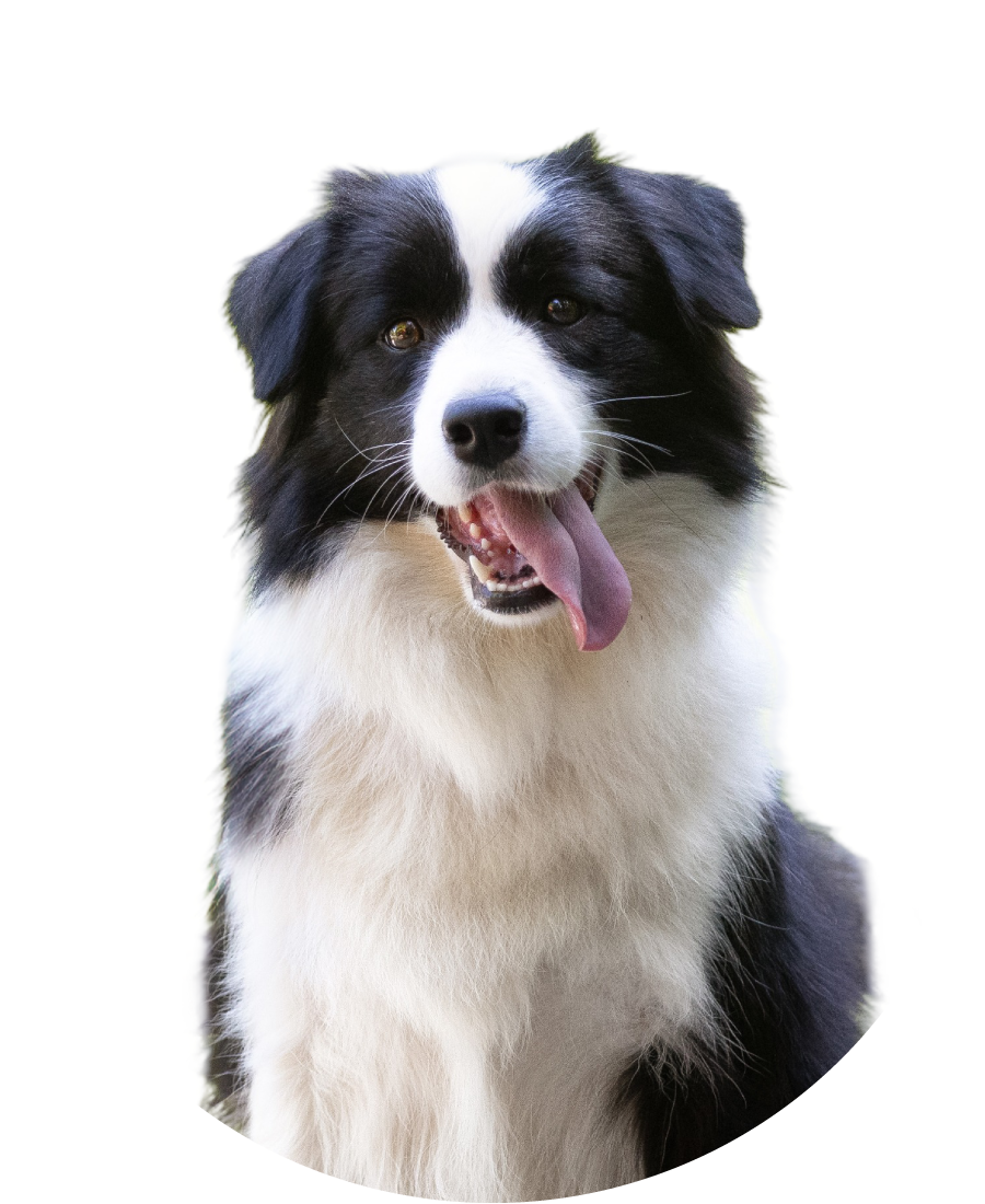 Pawesome Valley foxy border collie 1