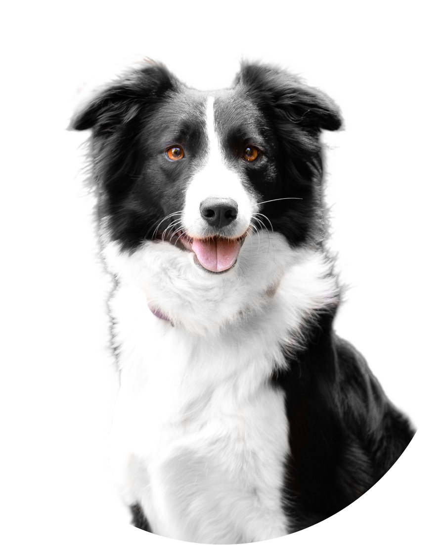 Pawesome Valley rory border collie